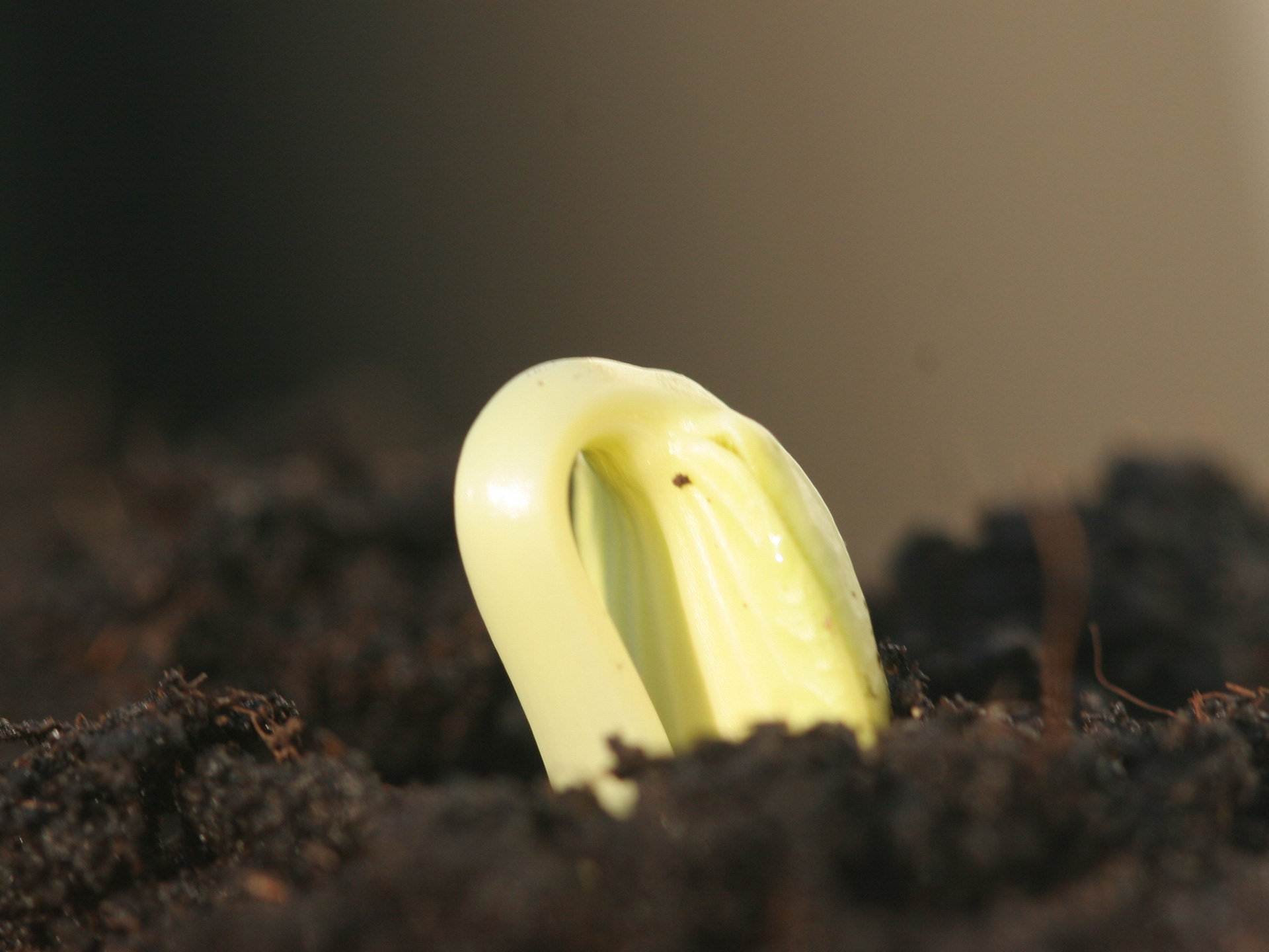Agurkeplanten er på vej op med de store kimblade. Foto: Karna Maj