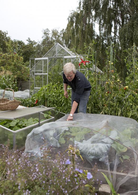 Kålbed med insektnet hos Peter Norris. Foto: Lene K