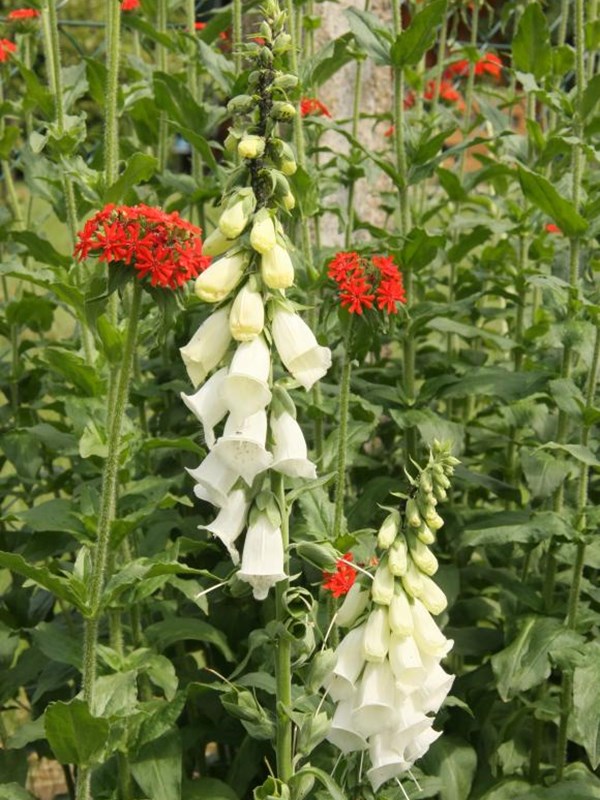 Almindelig fingerbøl, Digitalis purpurea 'Alba', Foto: Maja Dumat
