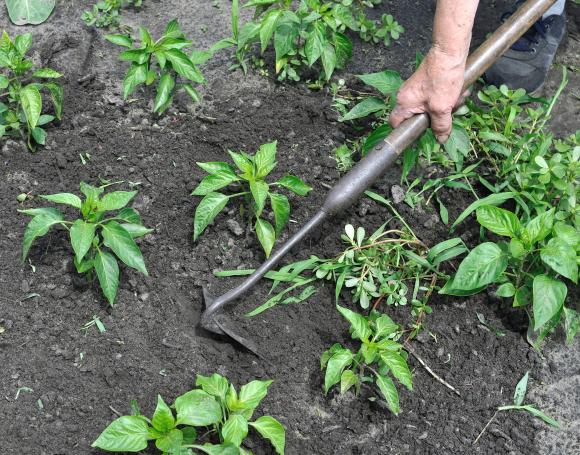 Lugning med hakkejern. Foto: iStock