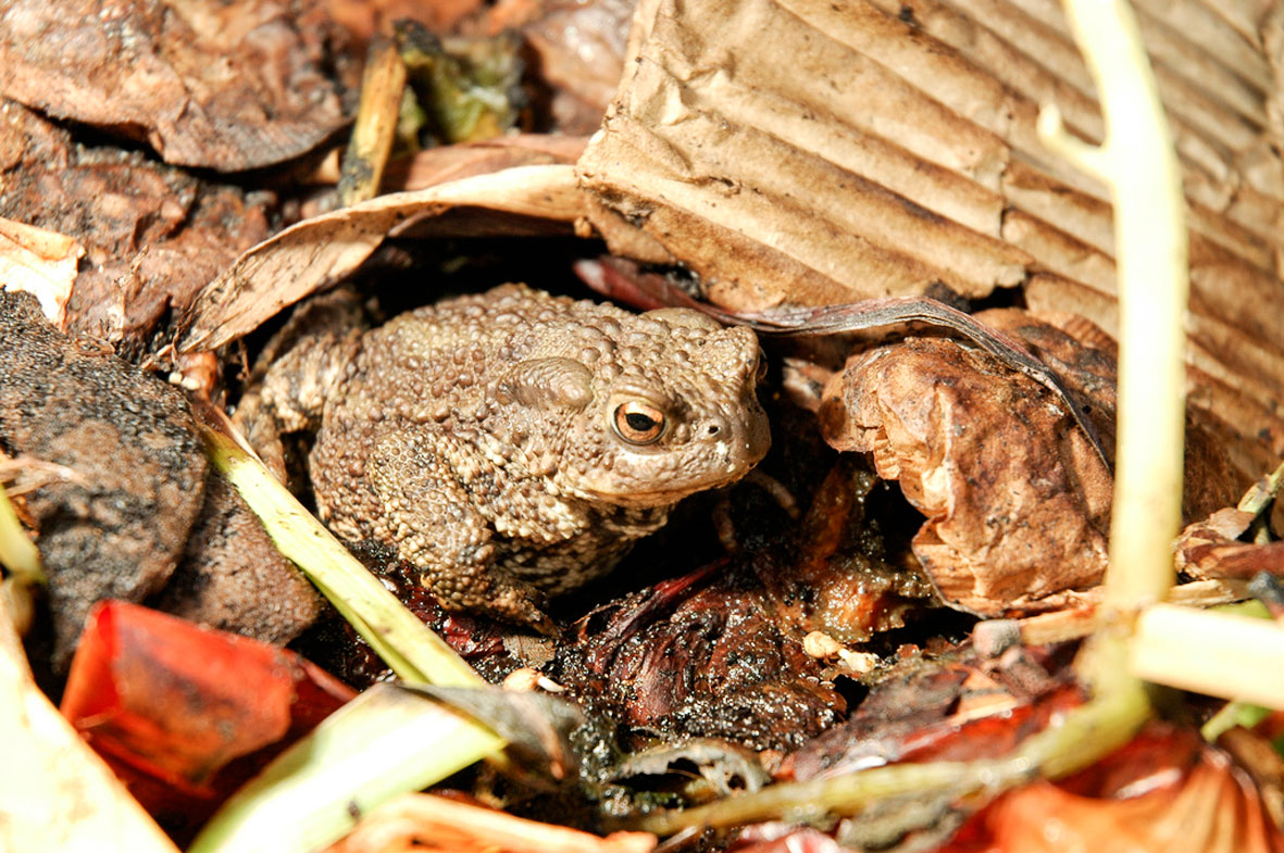 Tudse i kompost. Foto: Flickr