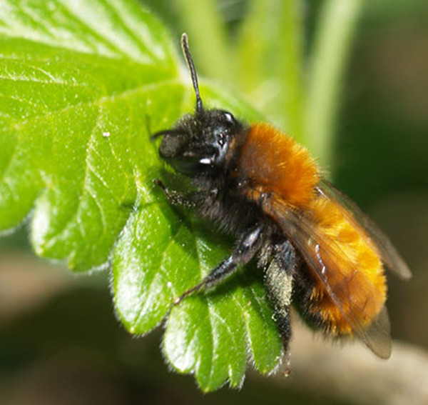 Jordbi. Foto: Magnus Gammelgaard