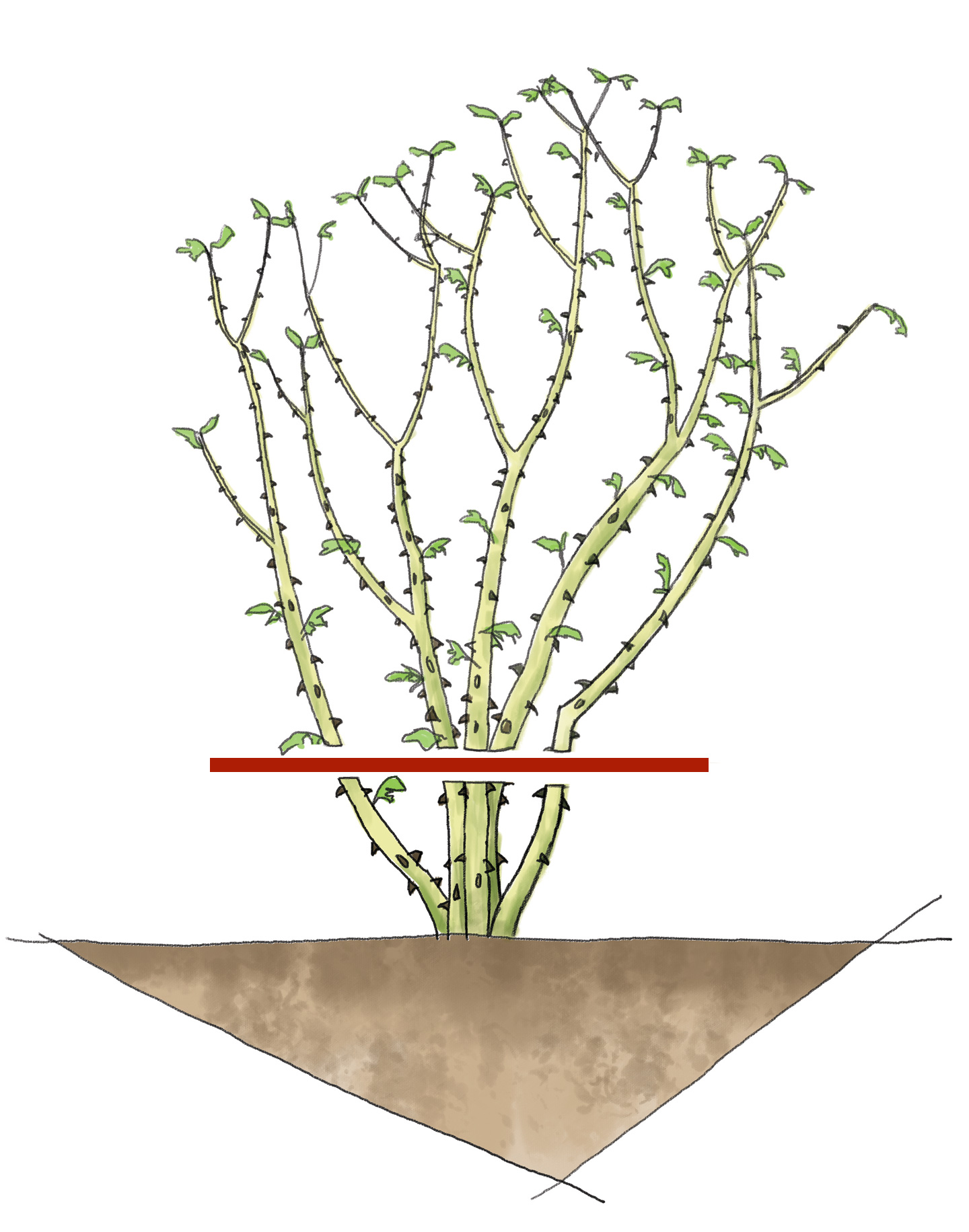 De moderne roser skæres kraftigt tilbage hvert forår. Illustration: Per O. Jørgensen