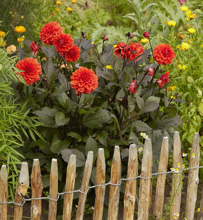 Georginer, Dahlia, er her plantet i køkkenhaven. Foto: Kim Ahm