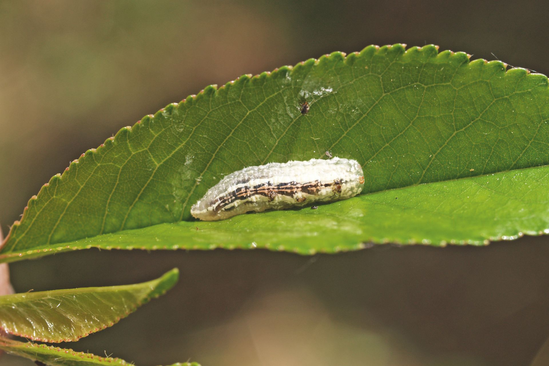 Svirrefluelarve er sultne og renser bladet for bladlus. Foto Magnus Gammelgaard