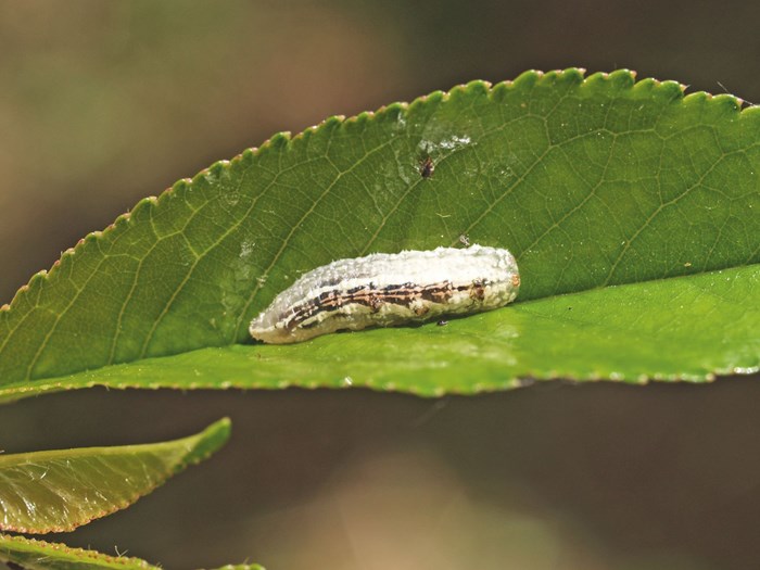 Svirrefluelarve er sultne og renser bladet for bladlus. Foto Magnus Gammelgaard