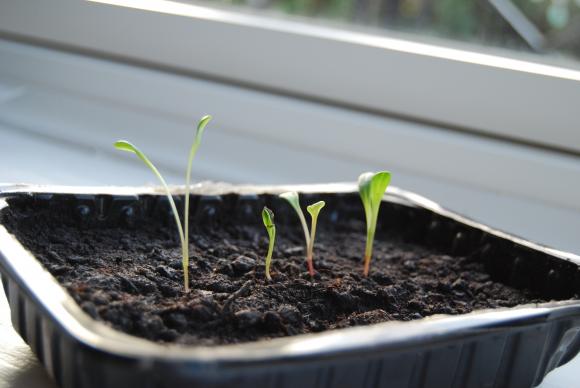 Georginespirer i bakke. Foto: Haveselskabet