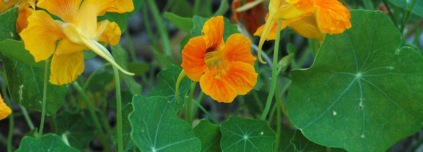 Blomsterkarse Foto: Flickr