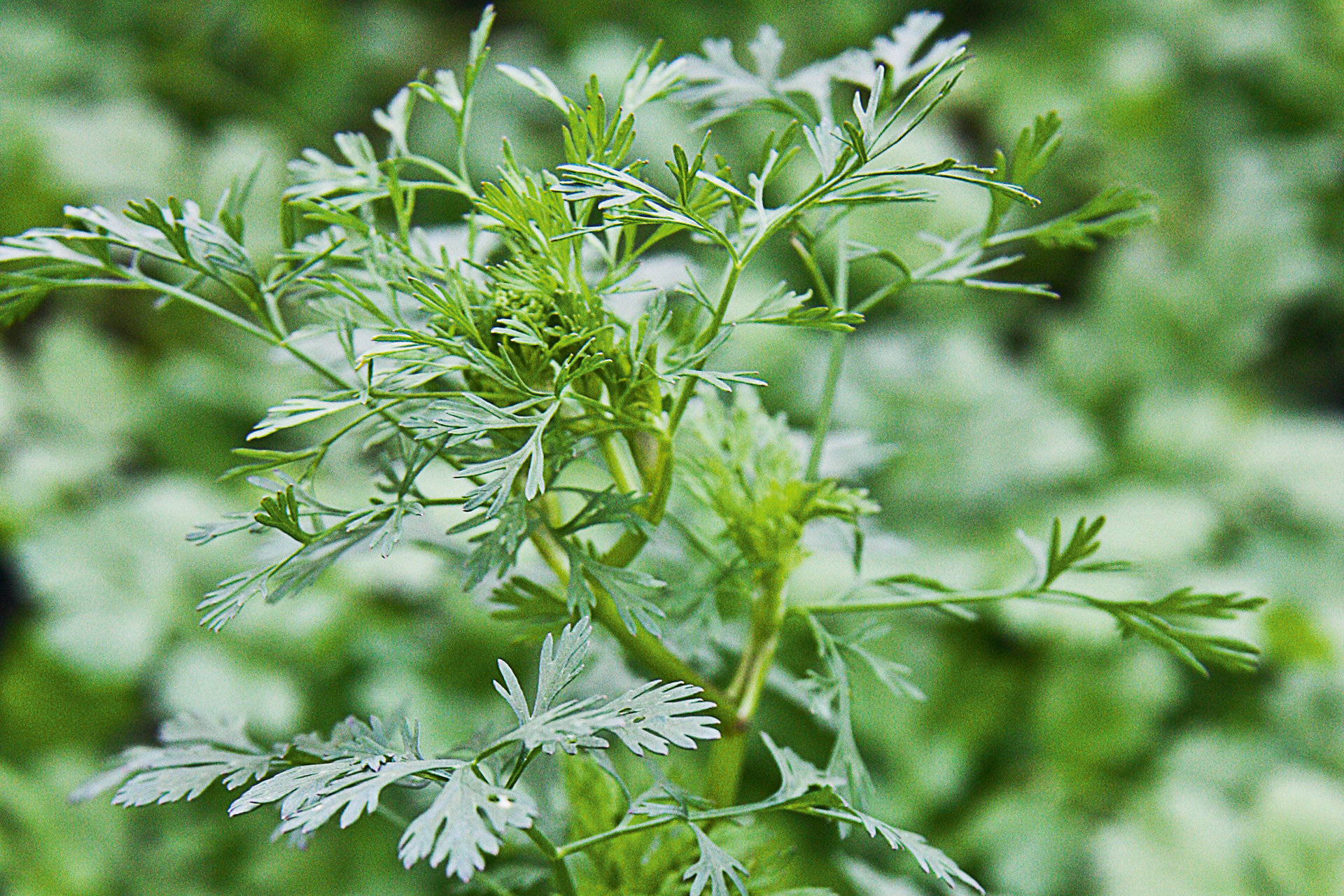 Koriander. Foto: Lene Tvedegaard