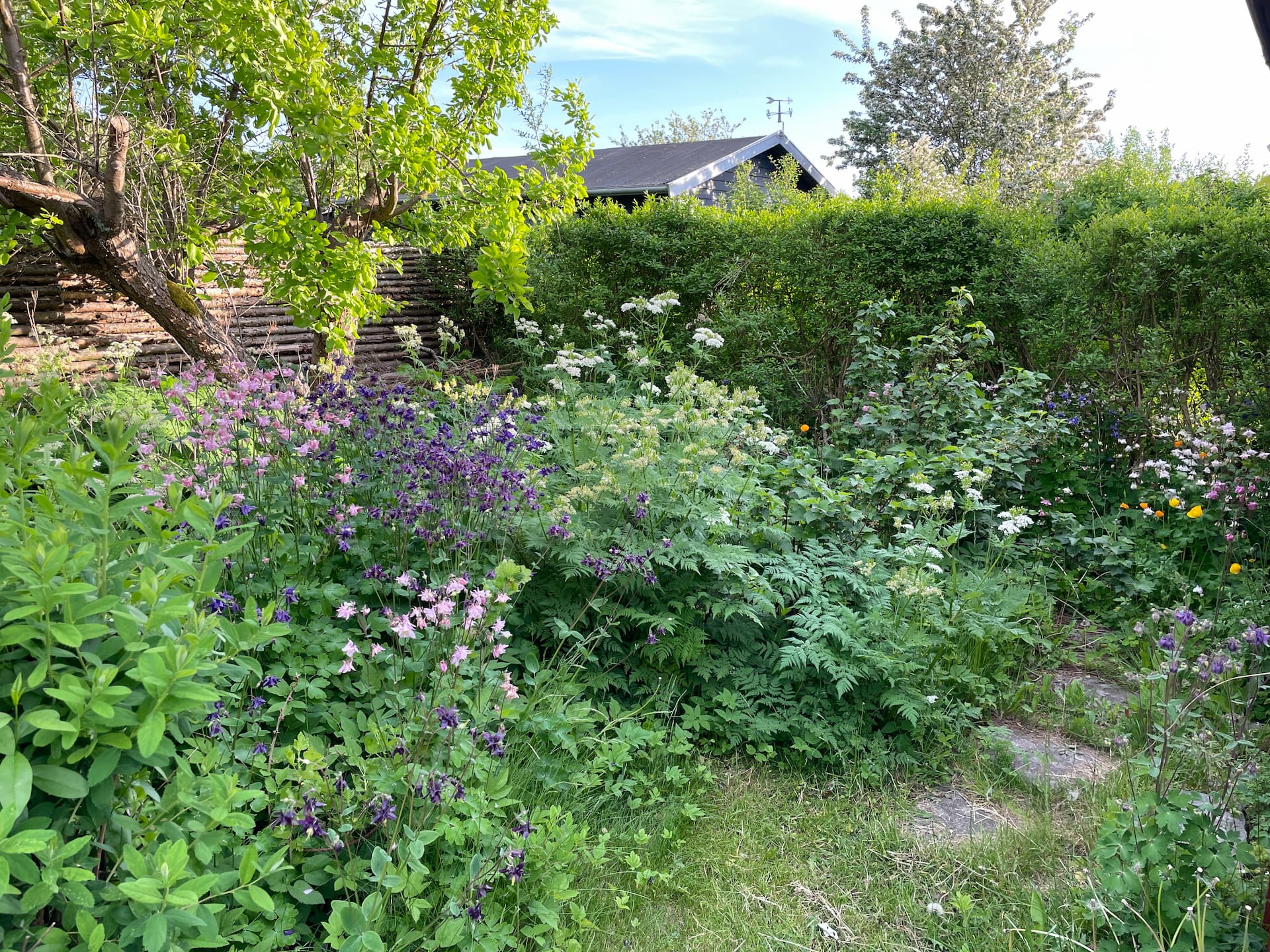 Stor gruppe akeleje sammen med bl.a. sødskærm. Foto: Haveselskabet