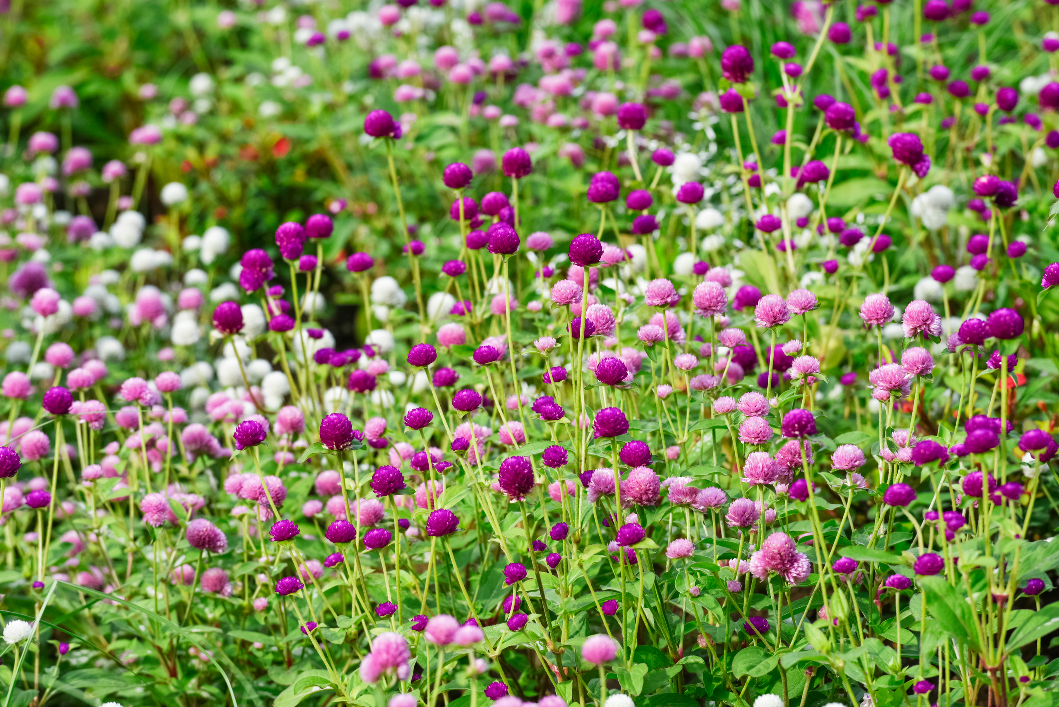 Ungkarleknap, Gomphrena globosa. sommerblomst. Foto: Istock/Orthosie