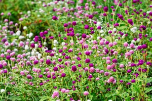 Ungkarleknap, Gomphrena globosa. sommerblomst. Foto: Istock/Orthosie