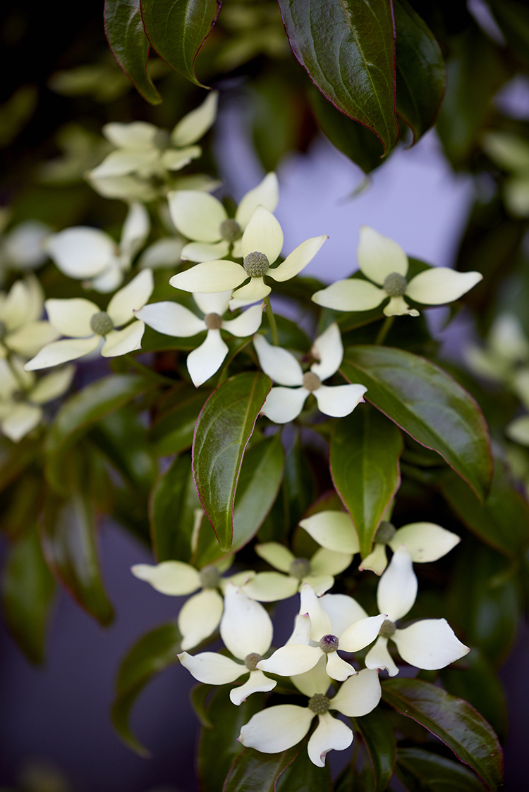 Cornus hongkonggensis er en stedsegrøn art, som stammer fra Kina, Laos eller Vietnam. Den er ikke lige så frosthårdfør som koreakornel og bør plantes et beskyttet. Svøbbladene er grønlige, når blomstringen begynder. Senere bliver de mere hvide. I Lille Malunds Have er den for nylig plantet i den japanske gårdhave, hvor den skal vise, hvad den kan her i Danmark. Foto: Mette Krull