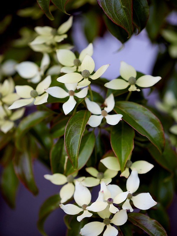 Cornus hongkonggensis er en stedsegrøn art, som stammer fra Kina, Laos eller Vietnam. Den er ikke lige så frosthårdfør som koreakornel og bør plantes et beskyttet. Svøbbladene er grønlige, når blomstringen begynder. Senere bliver de mere hvide. I Lille Malunds Have er den for nylig plantet i den japanske gårdhave, hvor den skal vise, hvad den kan her i Danmark. Foto: Mette Krull