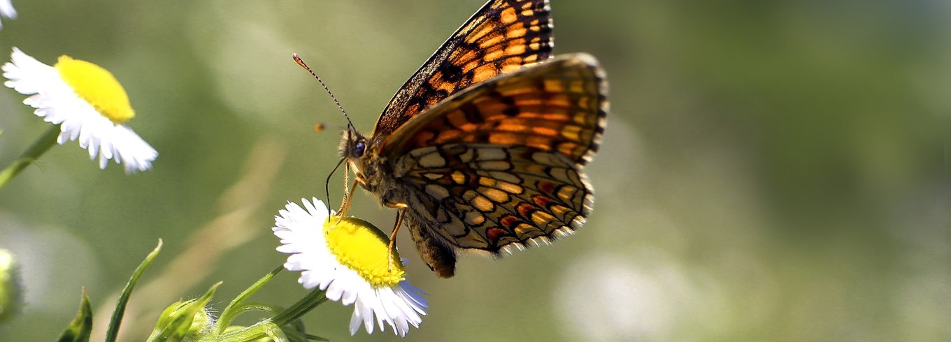 Sommerfuglen hedepletvinge er næsten uddød. Haveselskabet