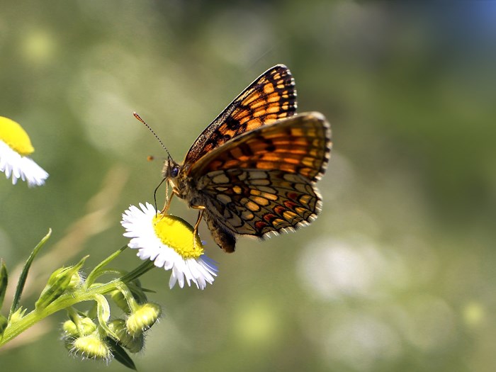 Sommerfuglen hedepletvinge er næsten uddød. Haveselskabet