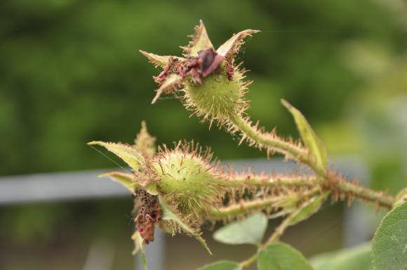 Hyben med torne på. Foto: Haveselskabet