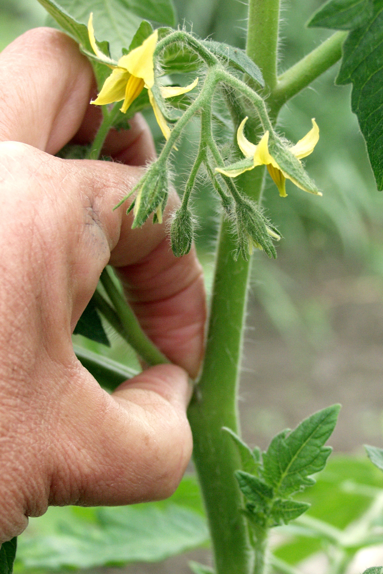 Alle sideskud på snoretomater knibes af i bladhjørnerne på stammen, så der kun ansættes tomater på blomsterne på stængelen. Foto: Karna Maj