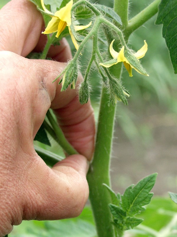 Alle sideskud på snoretomater knibes af i bladhjørnerne på stammen, så der kun ansættes tomater på blomsterne på stængelen. Foto: Karna Maj