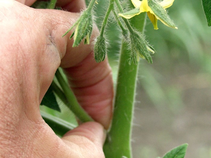 Alle sideskud på snoretomater knibes af i bladhjørnerne på stammen, så der kun ansættes tomater på blomsterne på stængelen. Foto: Karna Maj
