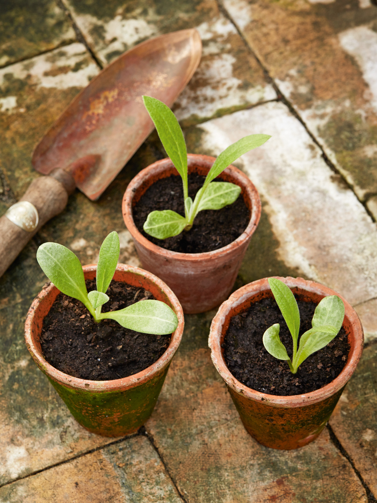 Småplanter af artiskok. Foto: Kim Ahm