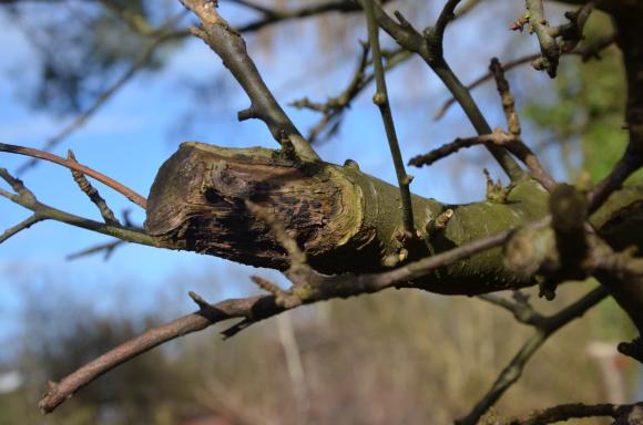 Beskæring af stab. Foto: Haveselskabet