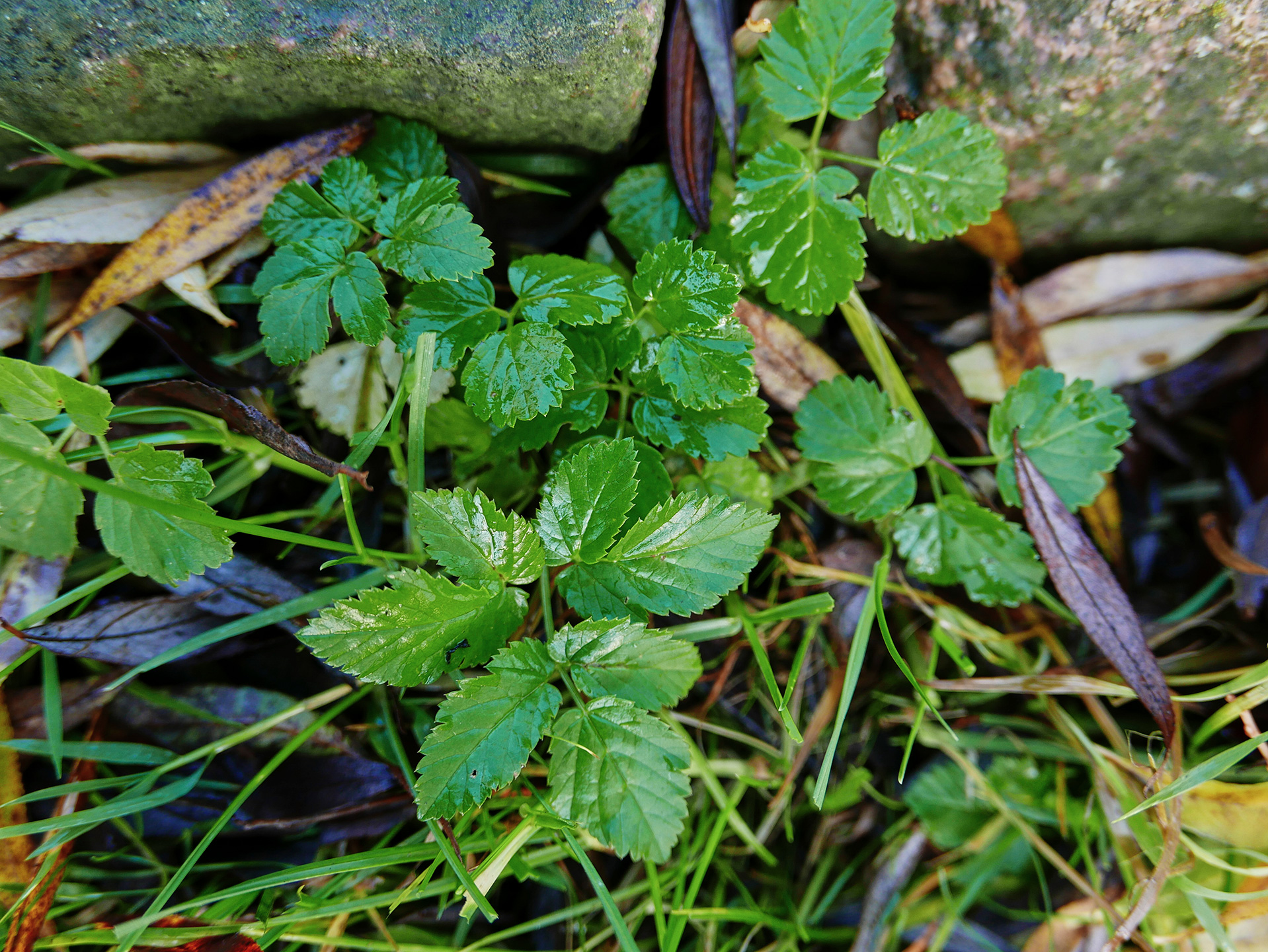 Skvalderkål ved sten. Foto: Bodil Damgaard Petersen