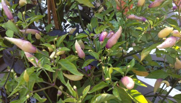 Chili 'Omnicolor'. Foto: Gusta Clasen.