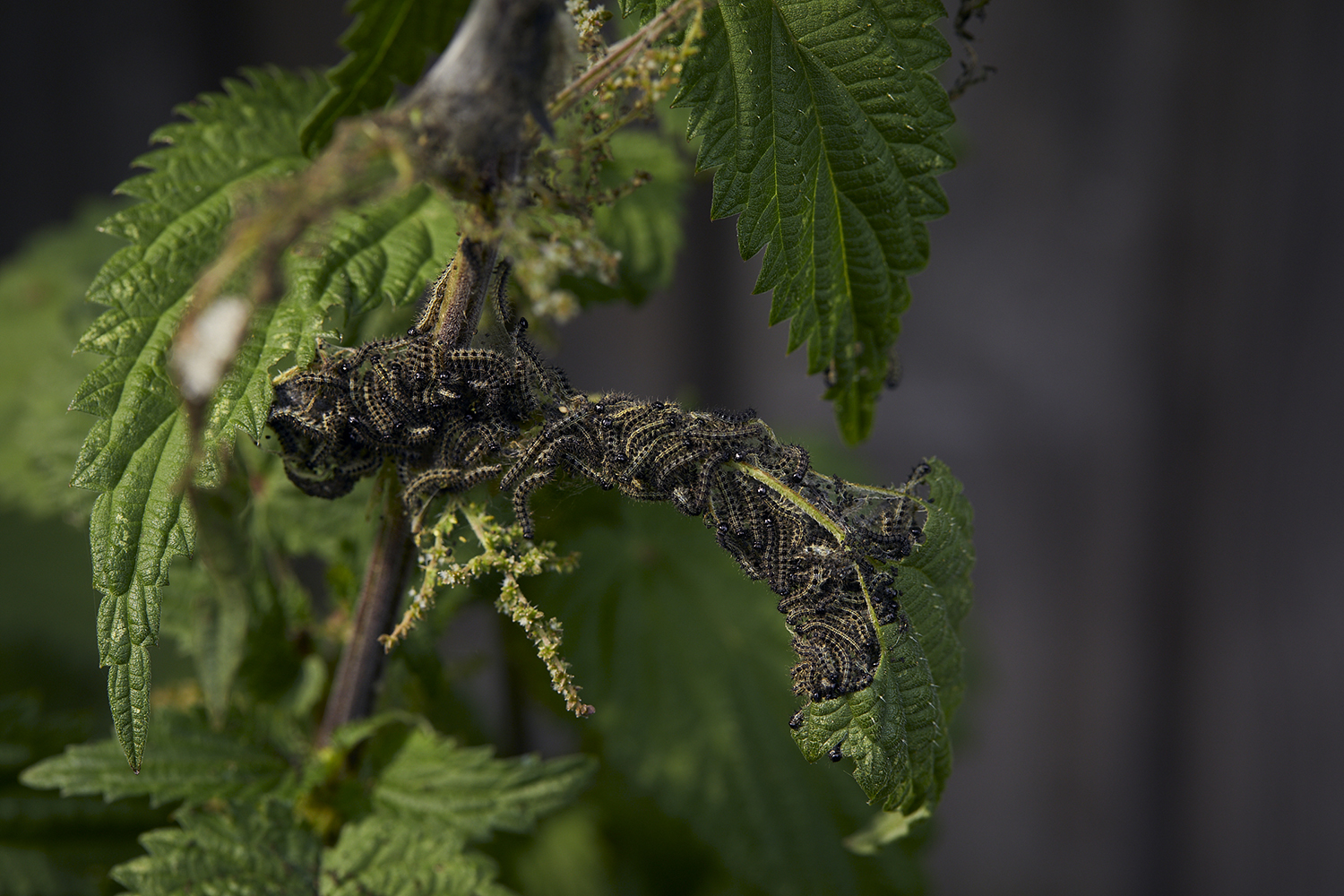Seks af vores smukke sommerfugle lægger æg på brændenælder. Deres larver lever af brændenældens blade og har brug for at vokse op netop her. Foto: Thomas Evaldsen