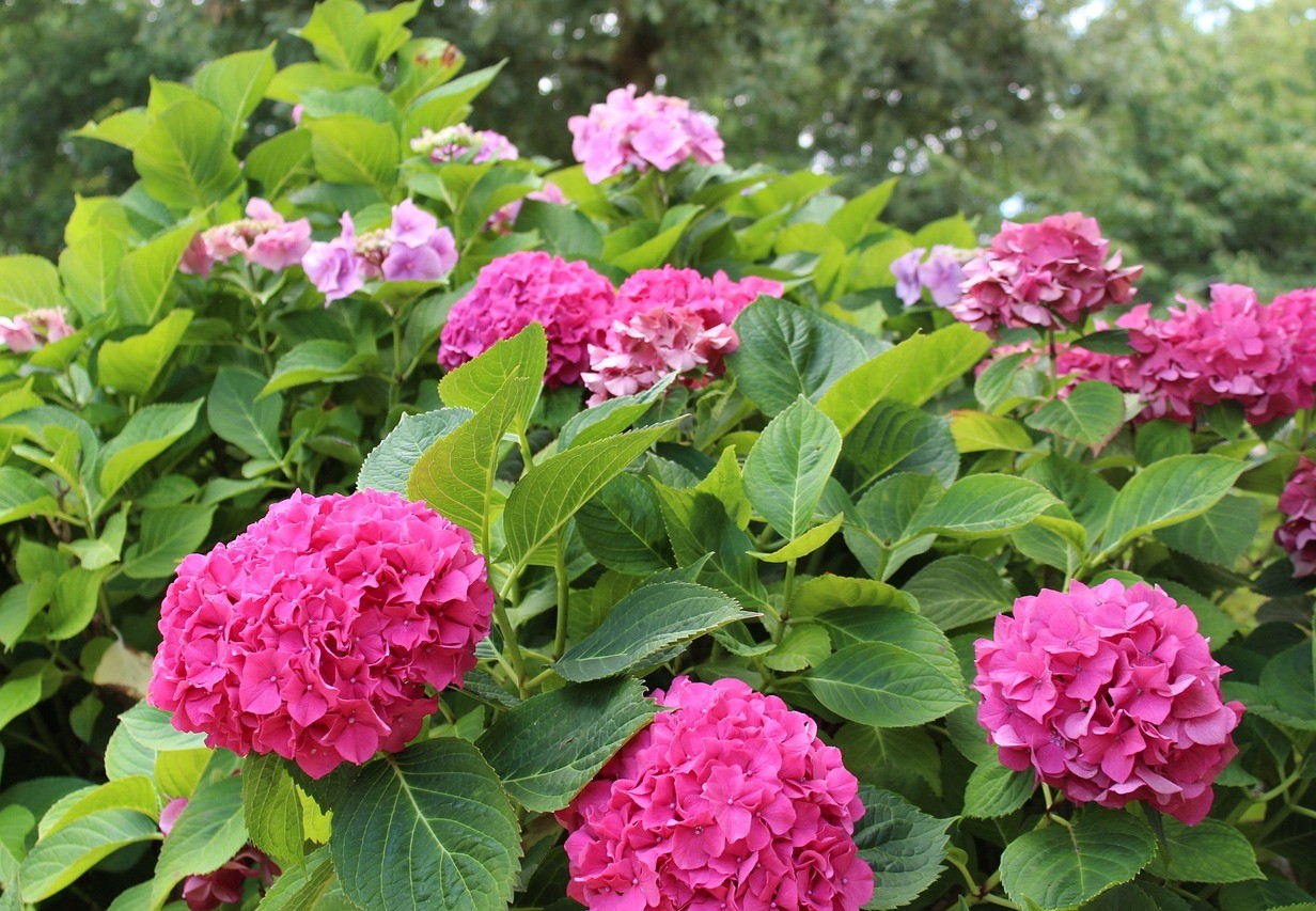 Almindelig hortensia, Hydrangea macrophylla. Foto: Pixabay