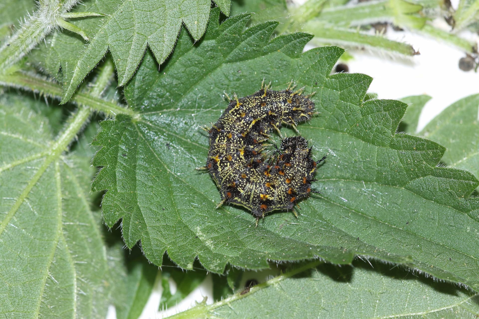 Sommerfuglelarve af admiral. Haveselskabet