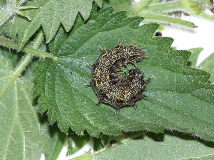 Sommerfuglelarve af admiral. Haveselskabet