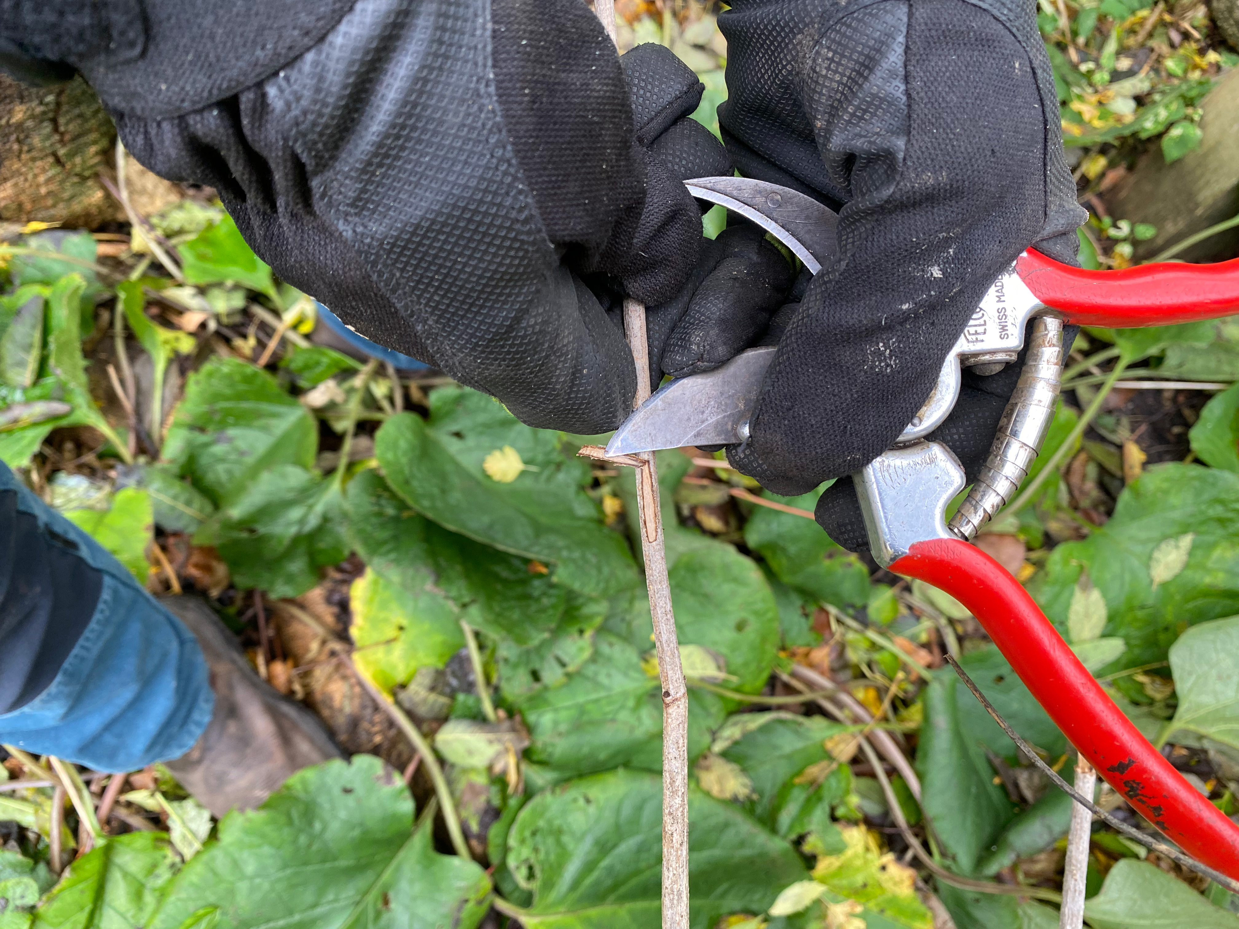 Død gren. Foto: Haveselskabet