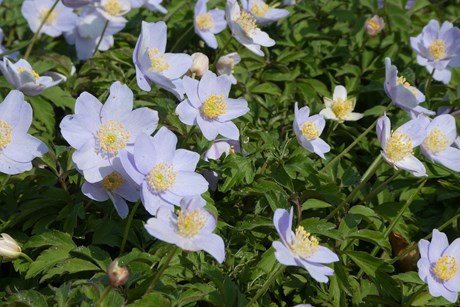 Hvid anemone, Anemone nemorosa 'Robinsoniana'. Foto: Hennecke Stauder