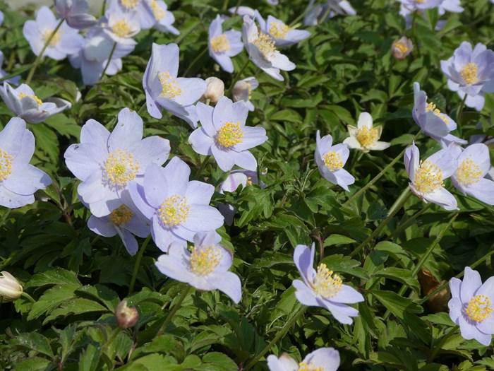 Hvid anemone, Anemone nemorosa 'Robinsoniana'. Foto: Hennecke Stauder