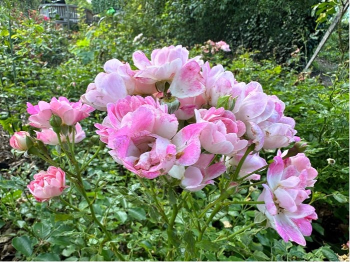 Rose ‘Flirt‘. Patiorose, som har en kompakt, lav vækst. Foto: Haveselskabet