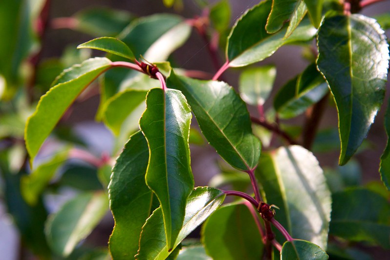 Portugisisk laurbær. Foto: Flickr: Dan.Kristiansen