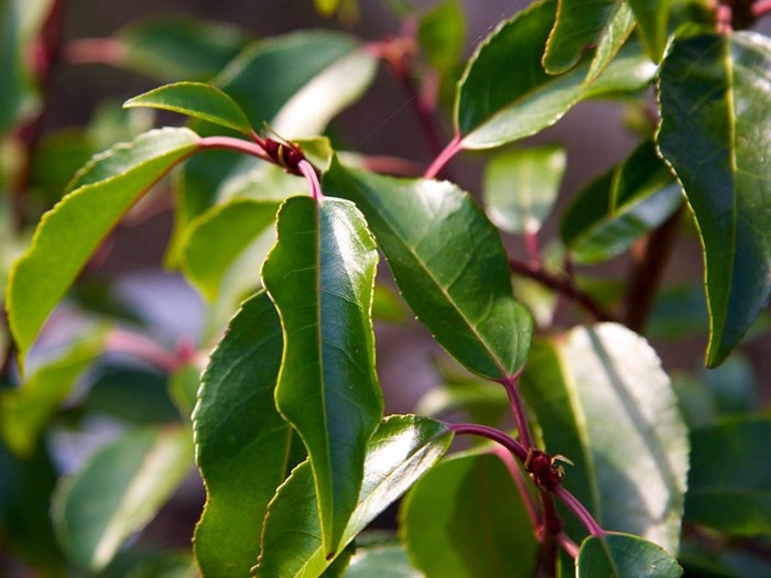Portugisisk laurbær. Foto: Flickr: Dan.Kristiansen