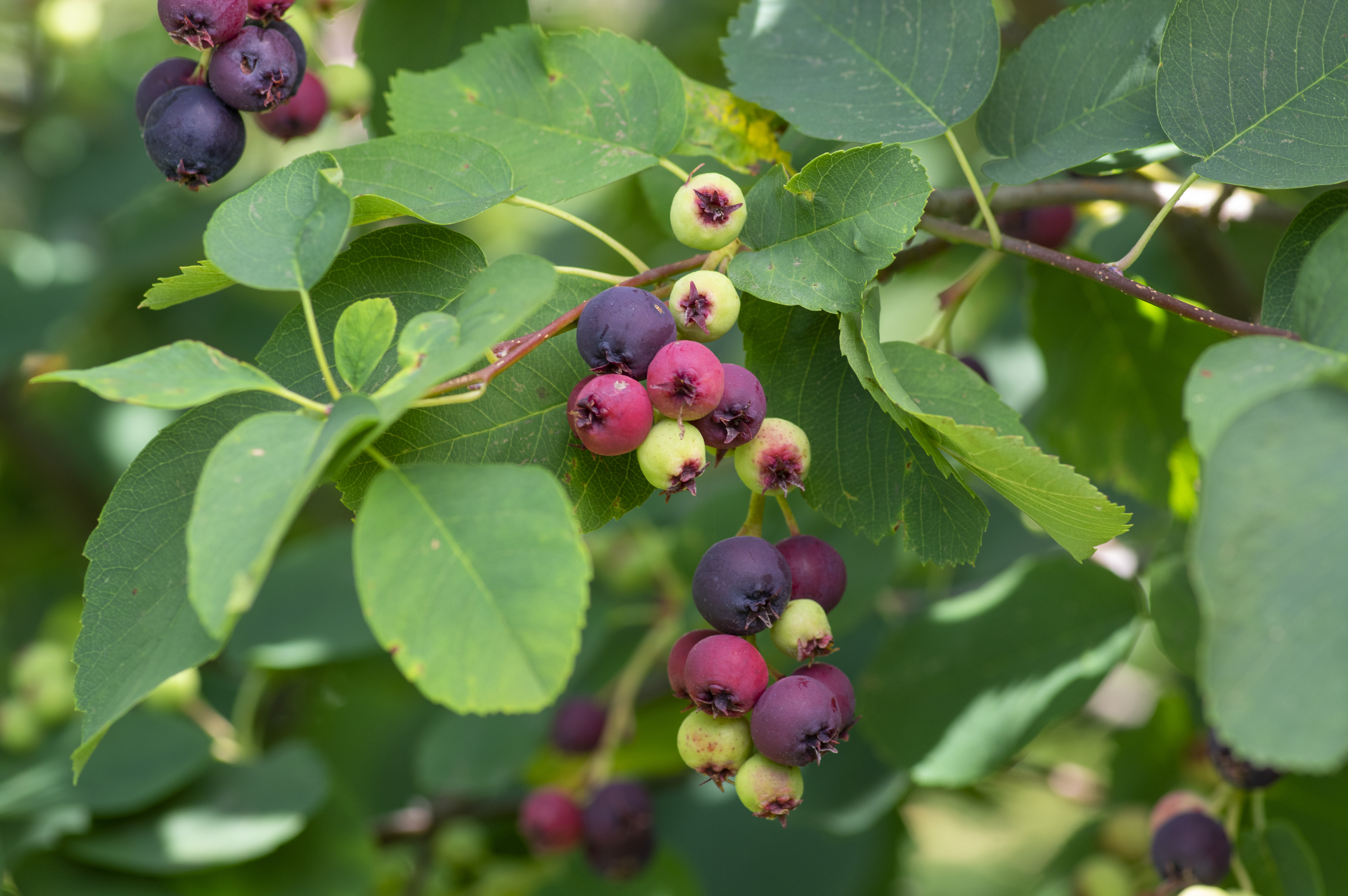 Frugter på bærmispel, Amelanchier. Foto: Istock/Iva Vagnerova