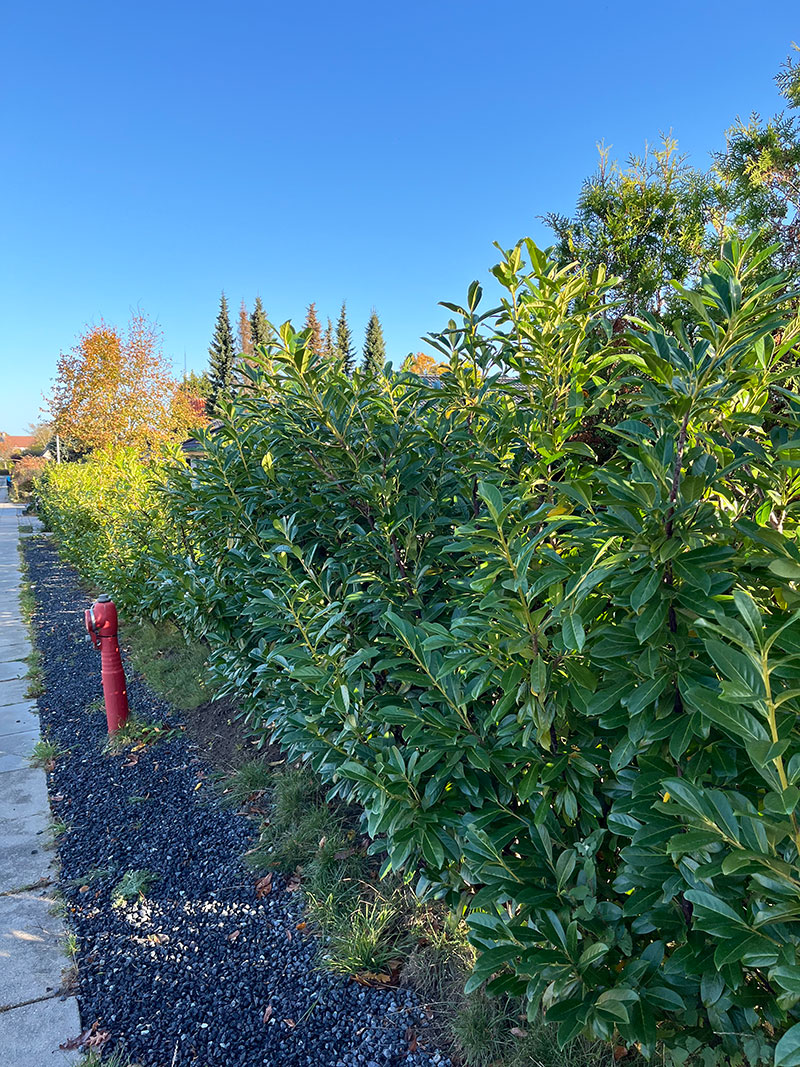 Laurbærkirsebær, Prunus laurocerasus. Foto: Haveselskabet