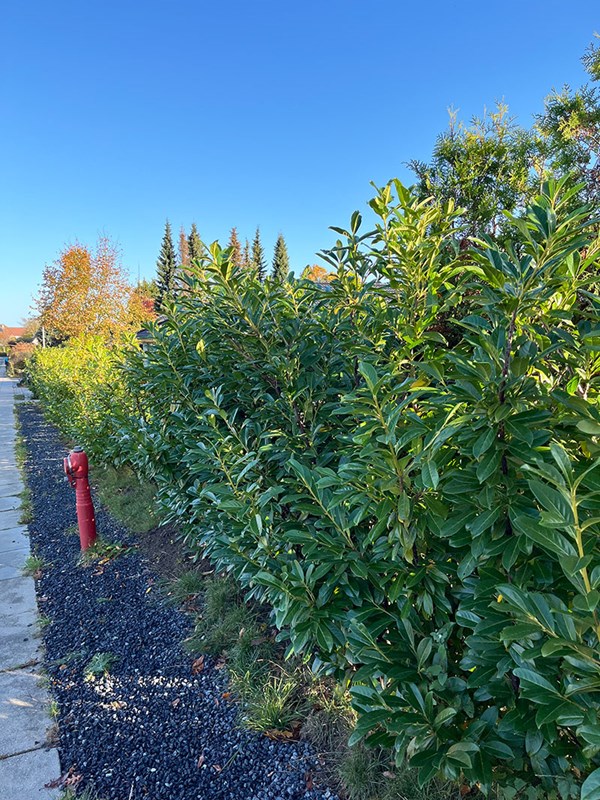 Laurbærkirsebær, Prunus laurocerasus. Foto: Haveselskabet