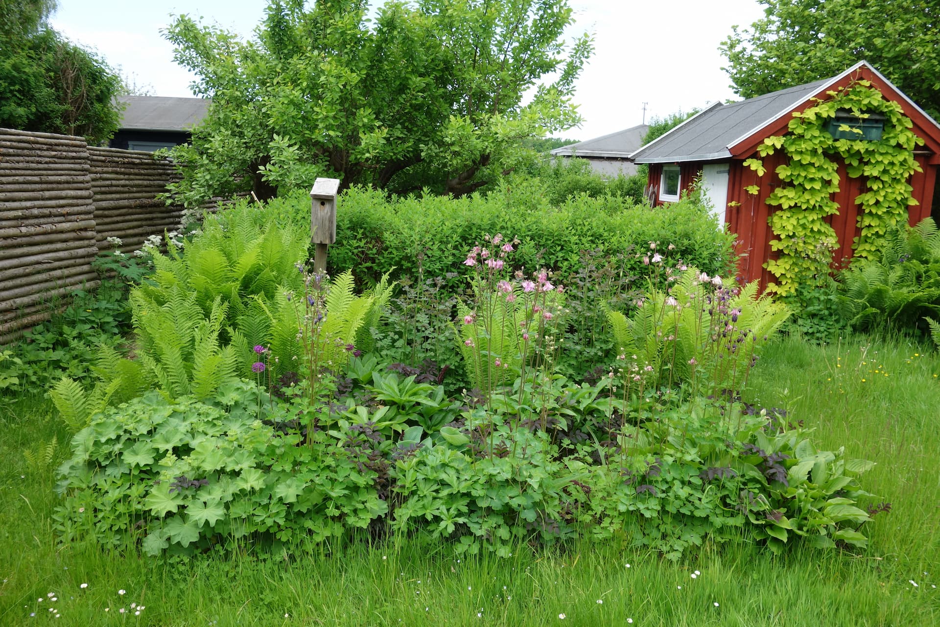 Sart rosa akeleje med bl.a. bregner og lodden løvefod. Foto: Haveselskabet
