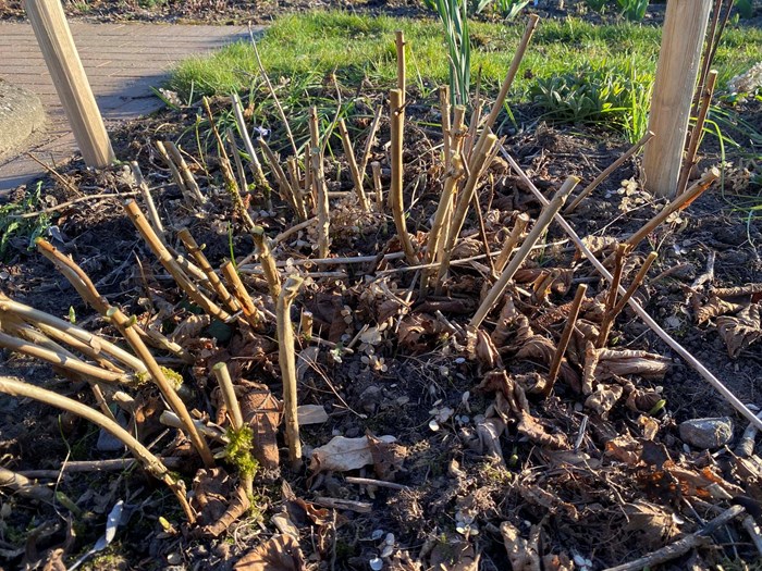 Træagtig hortensia, Hydrangea arborescens, efter nedskæring i foråret. Foto: Haveselskabet