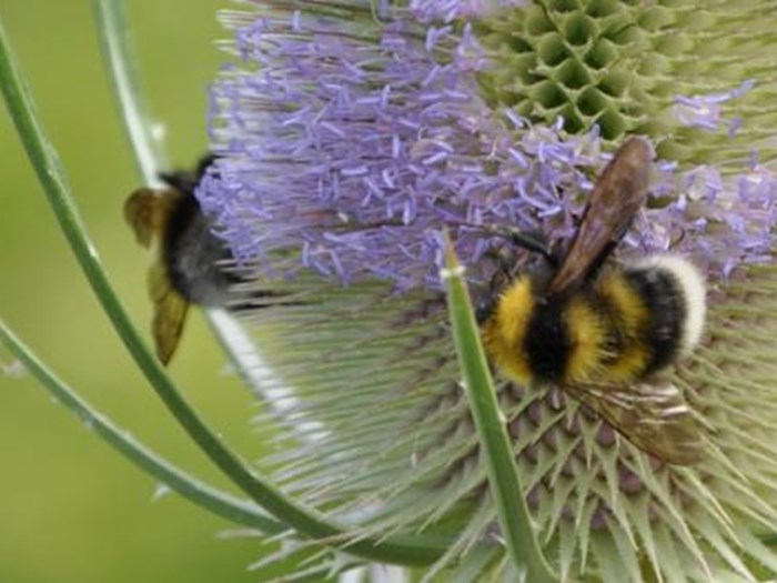 Humlebier på kartebolle.