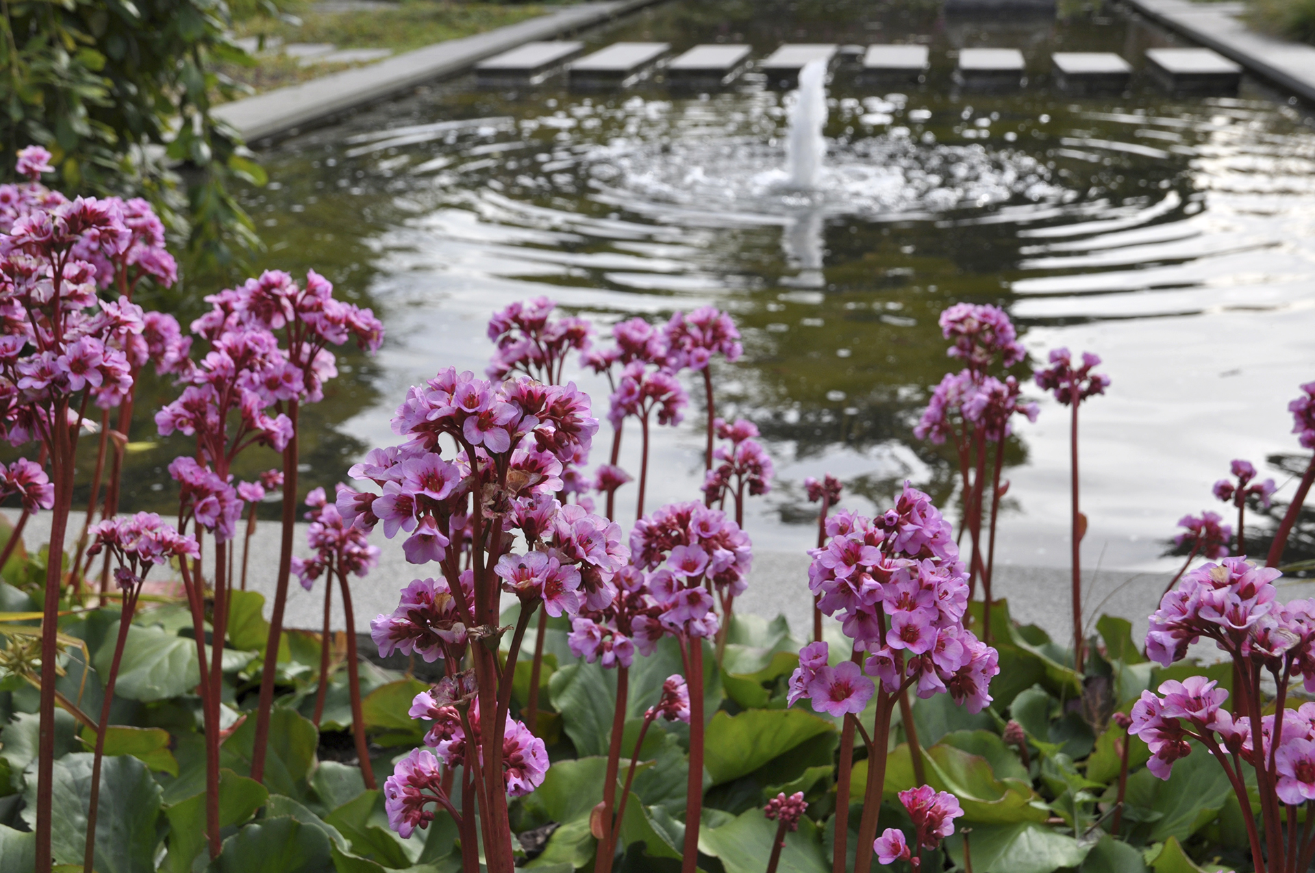 Kæmpestenbræk, Bergenia ‘Herbstblüte’. Foto Haveselskabet