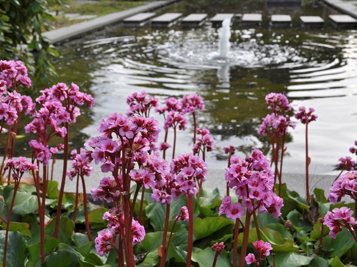Kæmpestenbræk, Bergenia ‘Herbstblüte’. Foto Haveselskabet