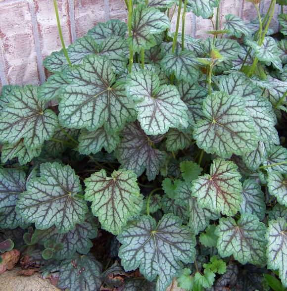Alunrod, Heuchera 'Green Spice'. Foto: Flickr