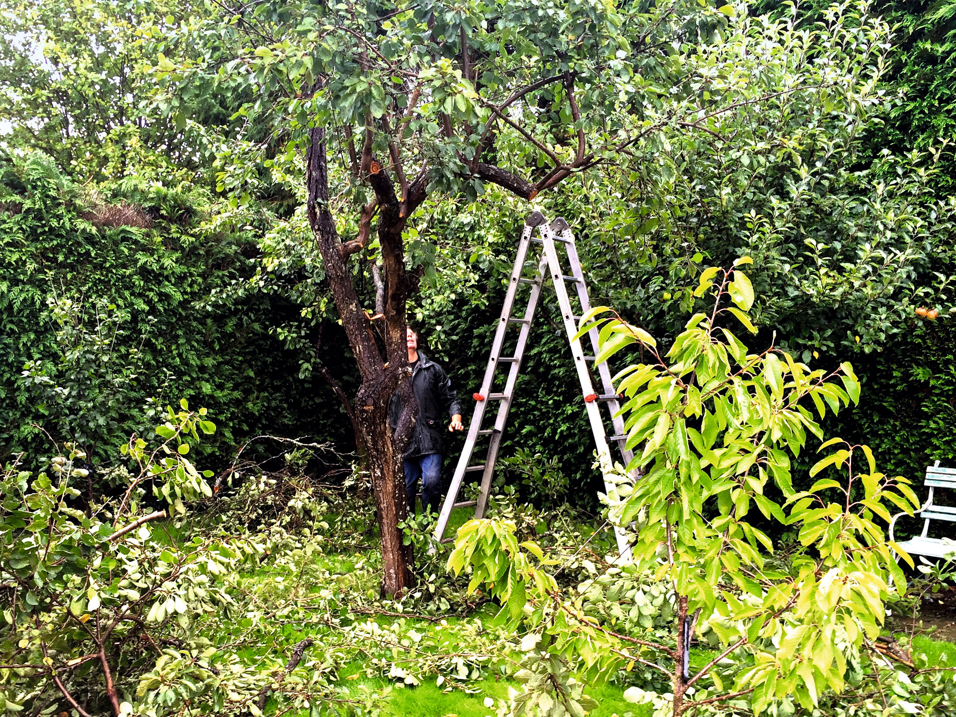 Beskæringens formål er de 3 F'er: formgivning, foryngelse og frugtsætning, men også de 2 S'er: sundhed og sikkerhed. Foto: Frank Kirkegaard
