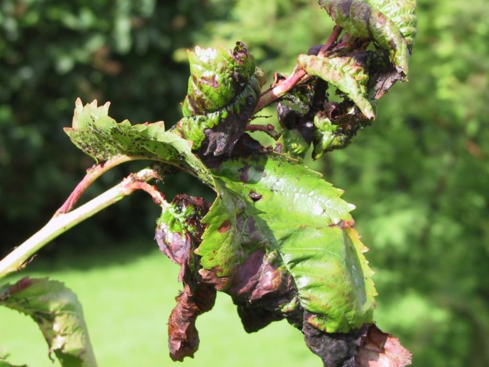 Angreb af bladlus på kirsebær får bladene til at krølle sig sammen. Foto: Magnus Gammelgaard