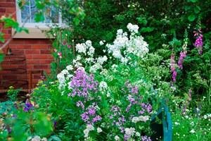 Aftenstjerne og fingerbøl. Foto: Alamy/Alec Scaresbrook